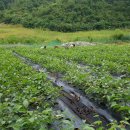 안정농장 이미지