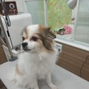 설 grooming 이미지