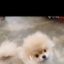 메르시몽프레 포메분양&애견카페 이미지