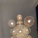 노부스테라 이미지