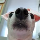 소리나무(주) 이미지