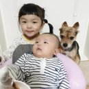 팔로산토로 반려동물 걱정 없이 자연의 향기를! 빅이지 팔로산토 스틱 천연방향제 디퓨저 사용기