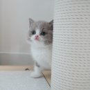 강남 고양이 분양 냥블리 이미지