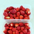 볼빨간 농원 | 밀양 삼랑진 딸기 파는곳 아침농원 내돈내산 후기