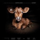 우리가축 인공수정 이미지