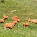 횡성한우 이미지