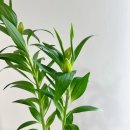 릴리(Lily) 이미지