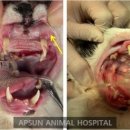 마야동물병원 이미지