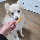 베리독 강아지 고양이 의정부점 | 의정부 무인펫샵 애견용품점 견생냥품 의정부중앙역점 강아지 간식 추천