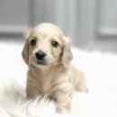 강아지사랑 | 여주장모닥스훈트분양분양 사랑스러운 강아지 입양 후기