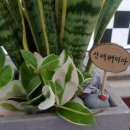 아이비팜 이미지