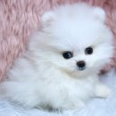 굿타임켄넬 이미지