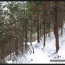 숲 걷기 명상 이미지