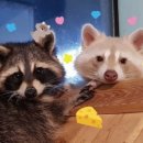 멍이와쿤이 이미지