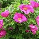 해당화(Crab Apple)꽃말은 '이끄시는 대로 이미지