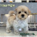 행복한 강아지 이미지