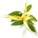 일랑일랑 이미지