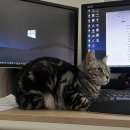 SUPPORT PC | [내돈내산]키크론 B6 프로 언박싱 및 실사용 후기 feat. 아쉬운 점