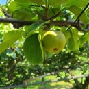 왕산농장 이미지