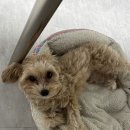 양촌길 | 경기 광주 술집 추천 로컬들만 아는 찐 안주 맛집 동네술집반주 차돌육전 골뱅이무침 후기