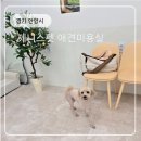 제니스 | 안양 동안구 애견미용 추천｜내돈내산으로 꾸준히 다니는 제니스펫 후기