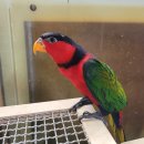 레인보우 앵무 이미지