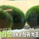마리모