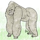 고릴라 - 용인시 처인구 금령로99번길 12-2 | 고릴라