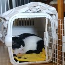 루이펫샵 | [대구 펫샵 추천] 집사는 창고형이 진리! 캣츠랑 16kg 사료부터 대용량 간식 쇼핑 후기 🛒