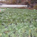 예담농장 이미지