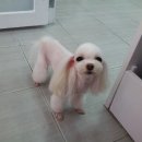 핑코애견 이미지