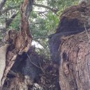 선흘리에 이미지