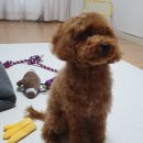 드로잉독 이미지