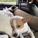 서산(목포) | 서산휴게소 애견놀이터(목포 방향) 솔직 후기 (2024년 여름 기준)