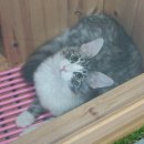 고양이분양은 노블캣 랙돌놀숲분양캐터리 대전점 이미지