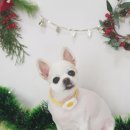 뭉치쌀롱 이미지