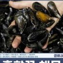 홍합