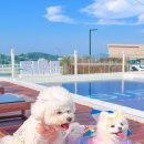 여천역 | 여수 시로리조트 애견동반 솔직 상세 후기🐶 여천역에서🚅 기차타고 뚜벅이들의 프라이빗🌊풀빌라 여행✨