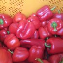 합천푸드뱅크 Daum카페
