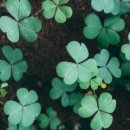 루카 Luca 이미지