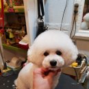 J@야니스타일 이미지