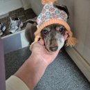 방울이네 펫살롱 이미지