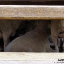 원두막목장 이미지