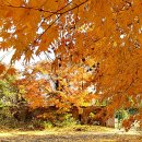 청평 옛 중앙내수면연구소(11월2일) 이미지