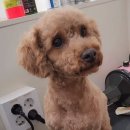 도그랭 강아지놀이방 이미지