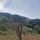 매전면사무소 이미지