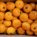 소쿠리농장 이미지