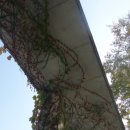 하늘담쟁이 이미지