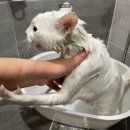 몽글그루밍 | 빚이여 내게오라