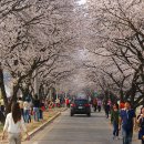 제78차 `농산어촌찾아가기` 전주 한옥마을과 맛탐방, 진안 마이산탑사와 벚꽃여행(1박2일) 이미지